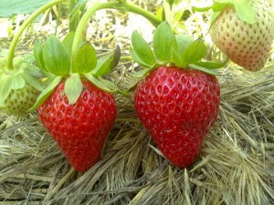 сорт клубники баунти