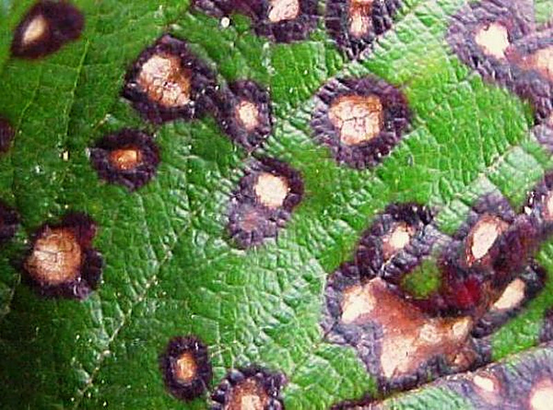 Белая пятнистость септориоз смородины