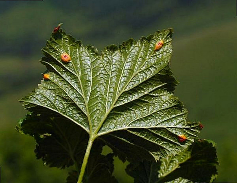 Бокальчатая ржавчина смородины как бороться