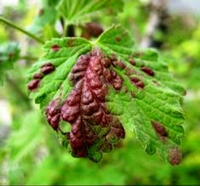 Чёрная смородина болезни и вредители с фото