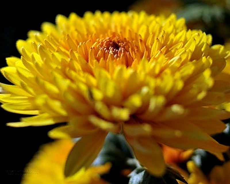 Хризантема Дюна фото