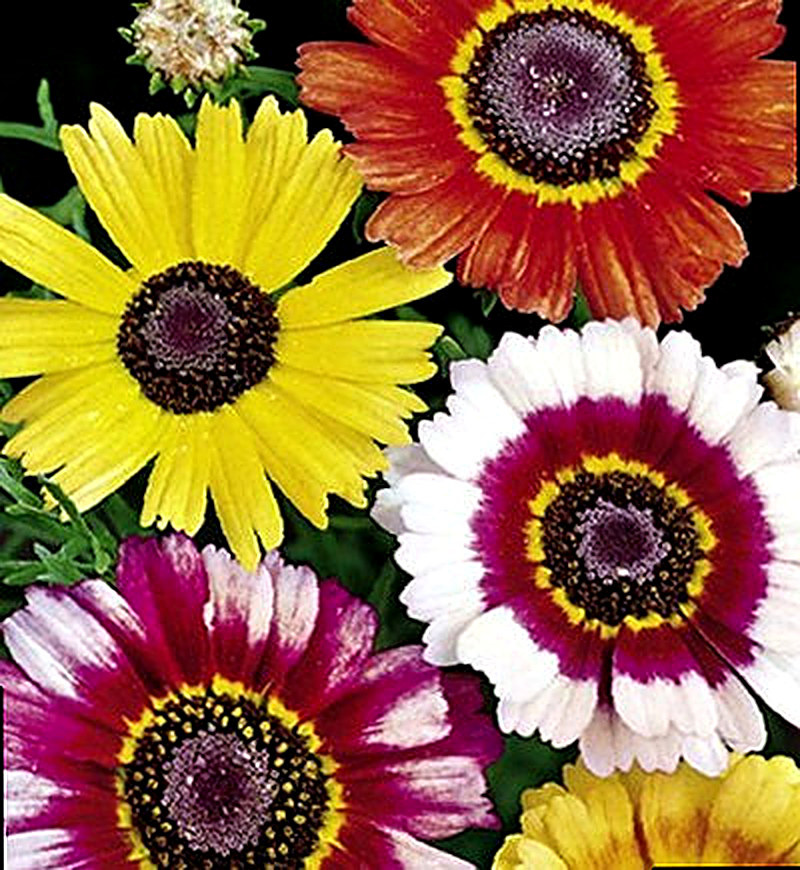 Хризантема трёхцветная фото