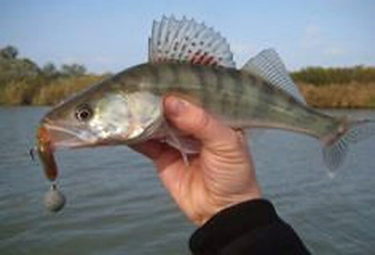 Как ловить судака весной на спиннинг