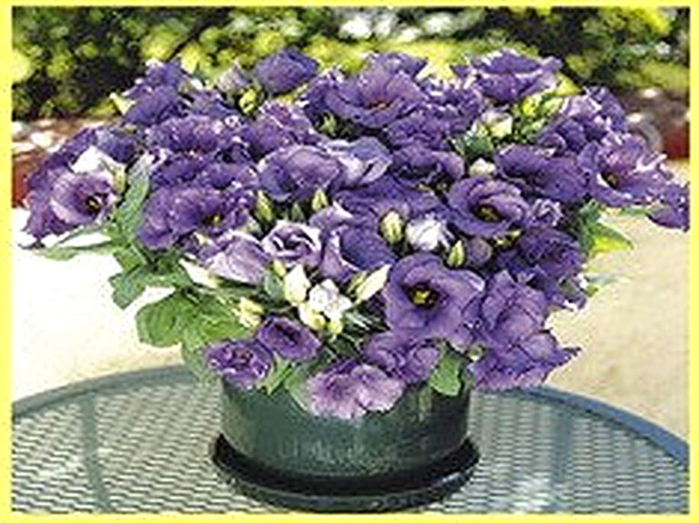 Как вырастить Эустому из семян в домашних условиях