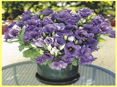 Как вырастить Эустому из семян в домашних условиях