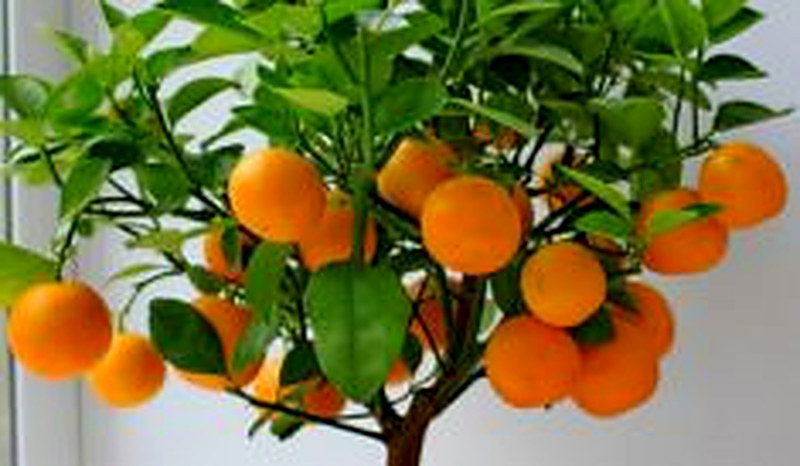 Как вырастить мандариновое дерево из косточки дома