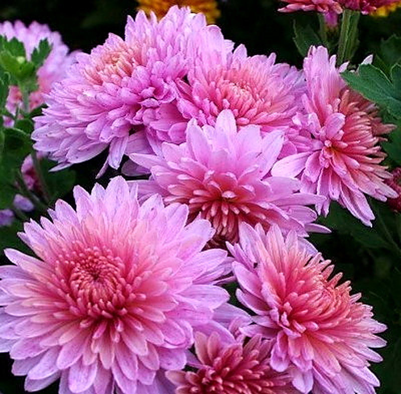 Корейские хризантемы фото