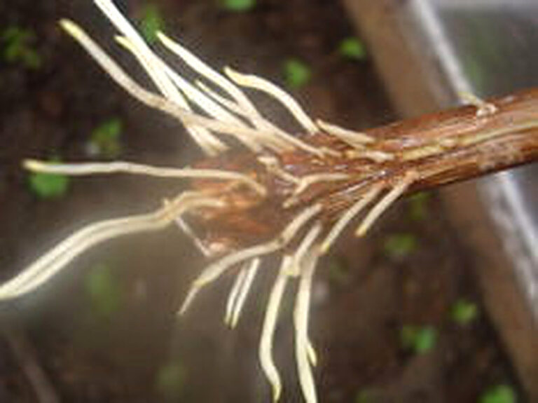 Корнеобразователь для растений