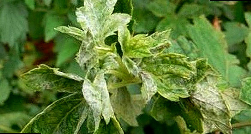 Mahrovost' smorodiny i metody bor'by