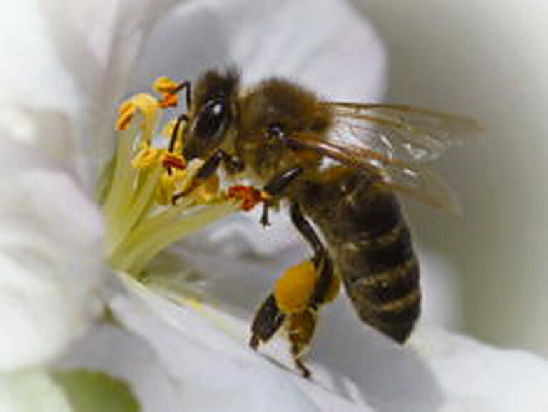 Медоносные растения фото с названиями