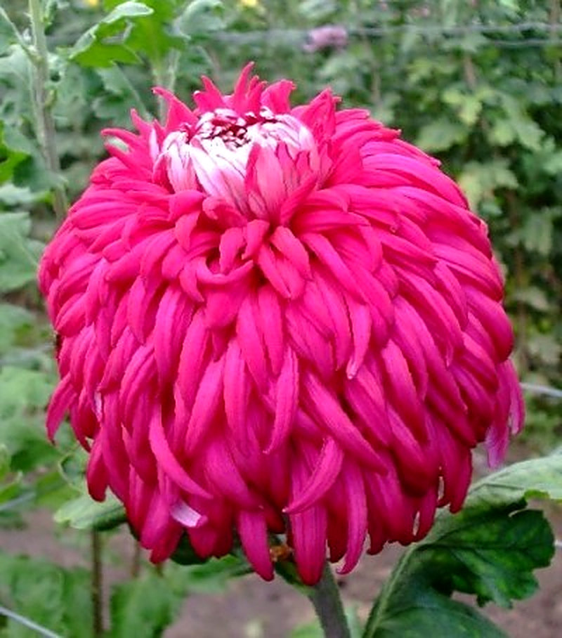 Одноголовые крупноцветные хризантемы фото