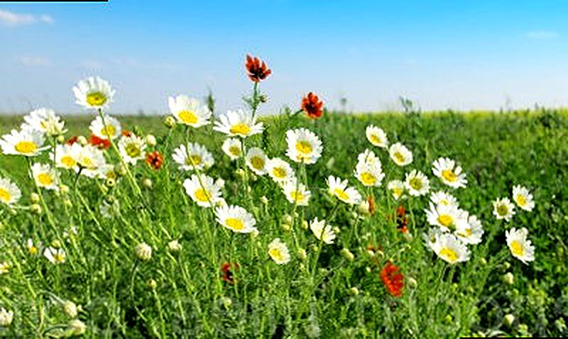 Полевая хризантема фото