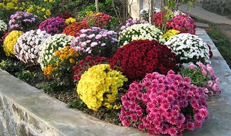 Шаровидные садовые хризантемы фото