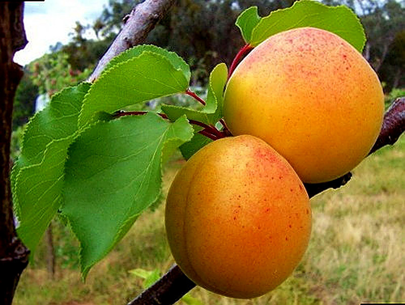 Сорт Абрикоса Царский фото