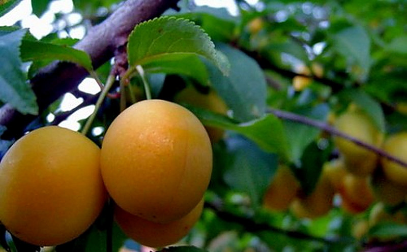 Сорт Абрикоса Консервный фото