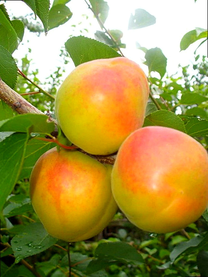 Сорт Абрикоса Королевский фото