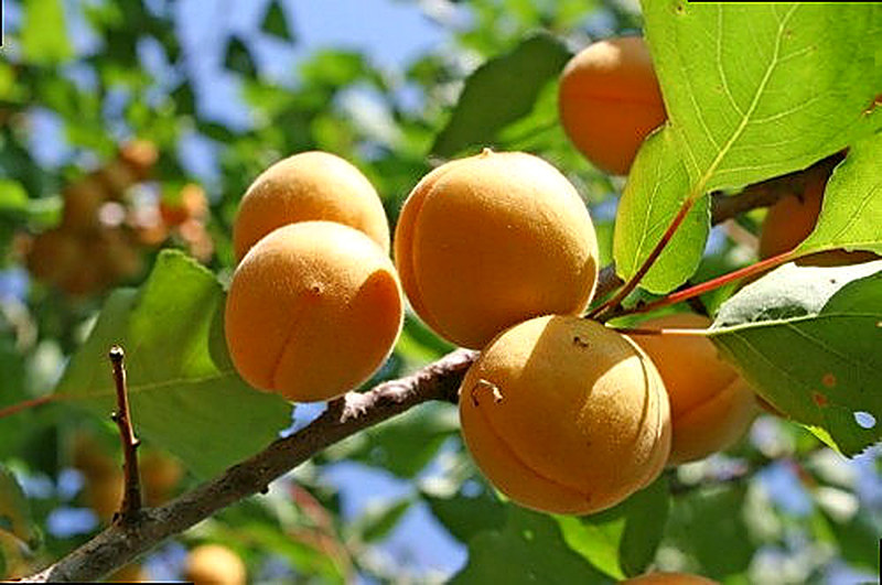 Сорт Абрикоса Лель фото