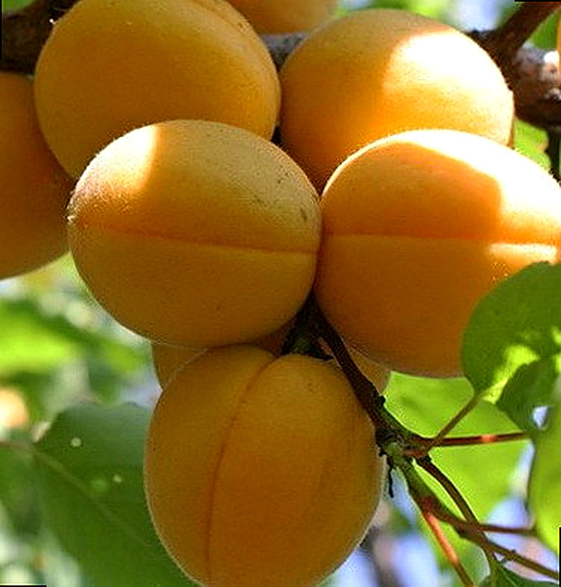 Сорт Абрикоса Лескоре фото