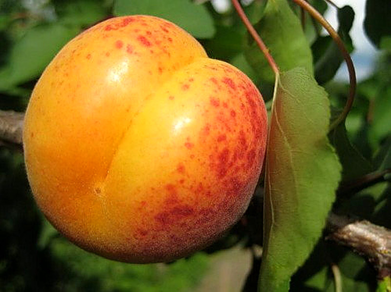 Сорт Абрикоса Мелитопольский ранний фото