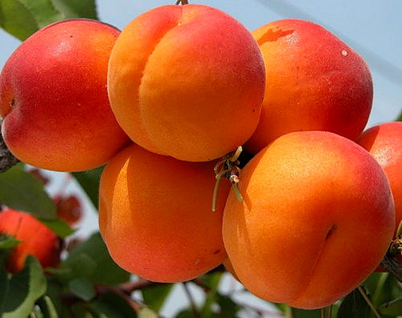 Сорт Абрикоса Первайс фото