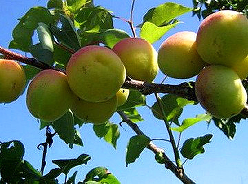 Сорт Абрикоса Россиянин фото