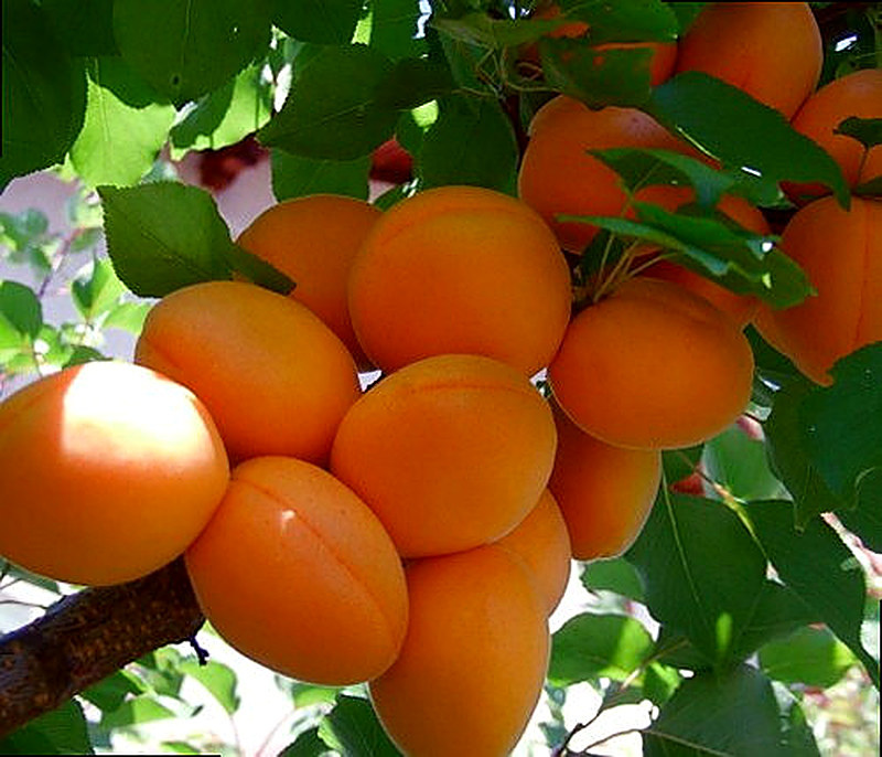 Сорт Абрикоса Шалах фото