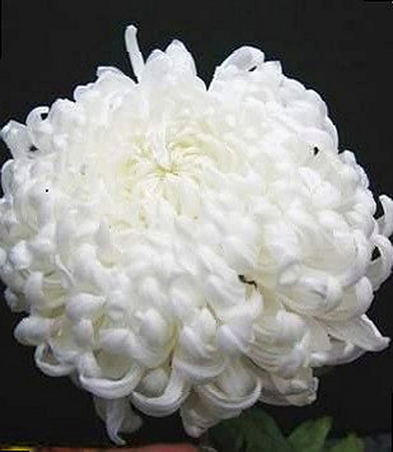 Сорт Хризантем Gazellе фото