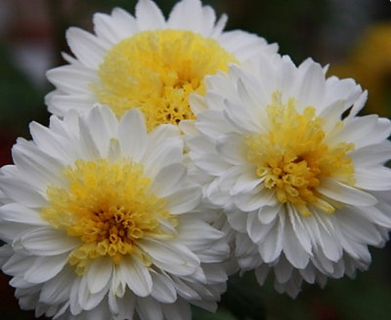 Сорт Хризантем Inga фото