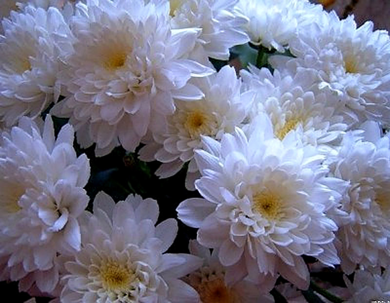 Сорт Хризантем Regina White фото