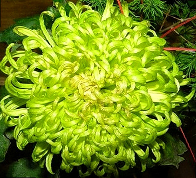 Сорт Хризантем Shamrock фото