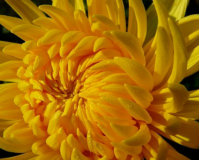 Сорт хризантем Алек Бедсер фото