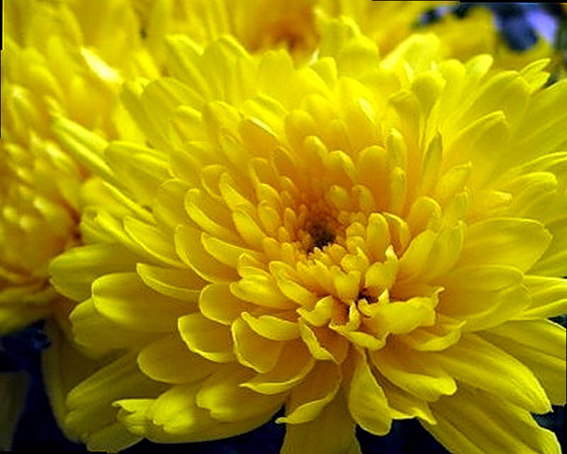 Сорт хризантем Алтын Ай фото