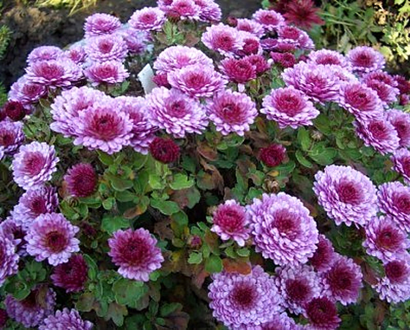 Сорт хризантем Ида фото