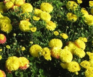 Сорт хризантем Кнопа фото