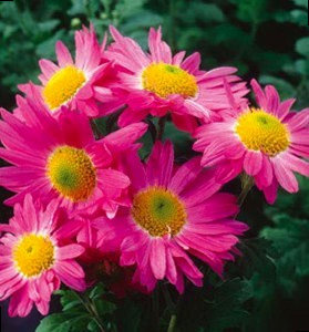 Сорт хризантем Мальчиш-Кибальчиш фото