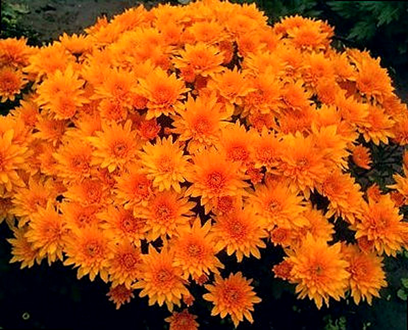 Сорт хризантем Мультифлора фото