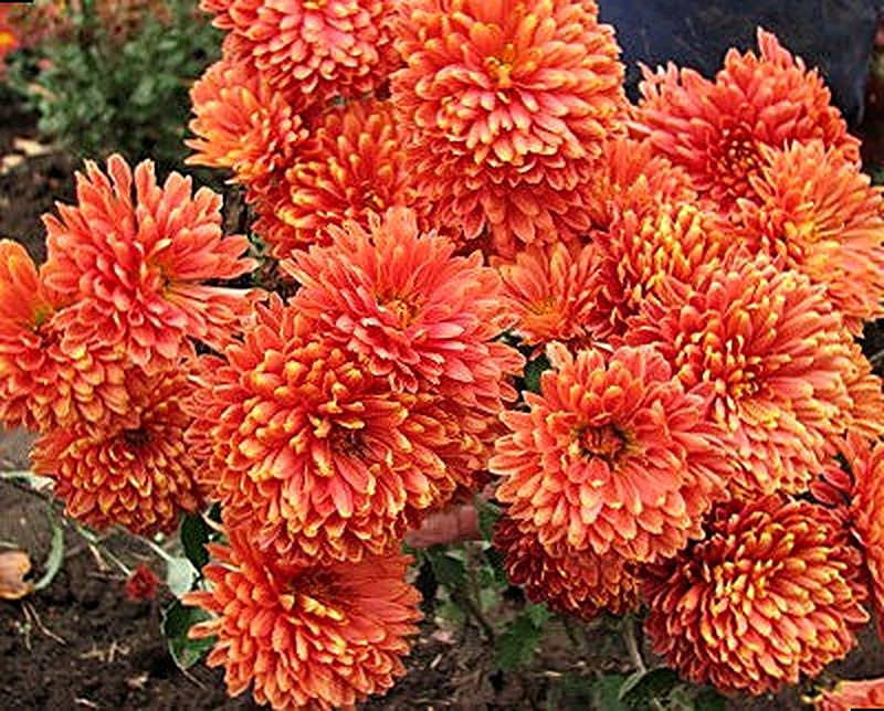 Сорт хризантем Виват Ботаника фото