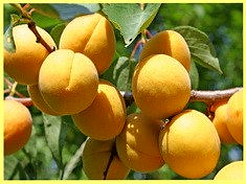 Сорта абрикосов фото с названием и описанием