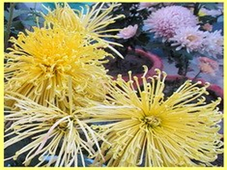 Сорта хризантем с фото и названиями