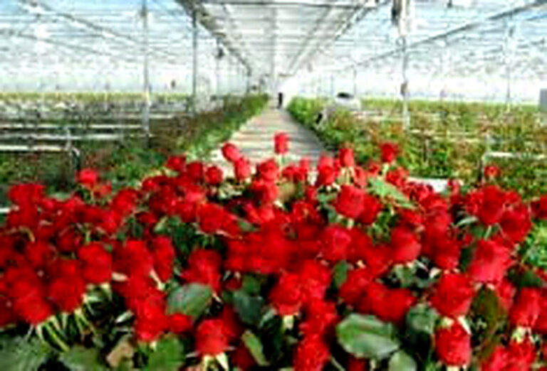 Выращивание роз в теплицах круглый год