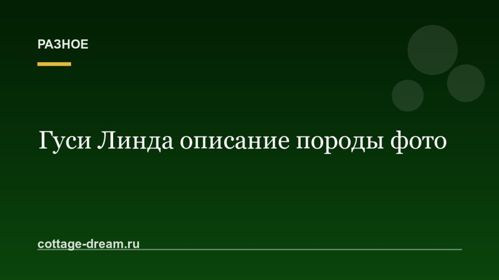 Гуси Линда описание породы фото