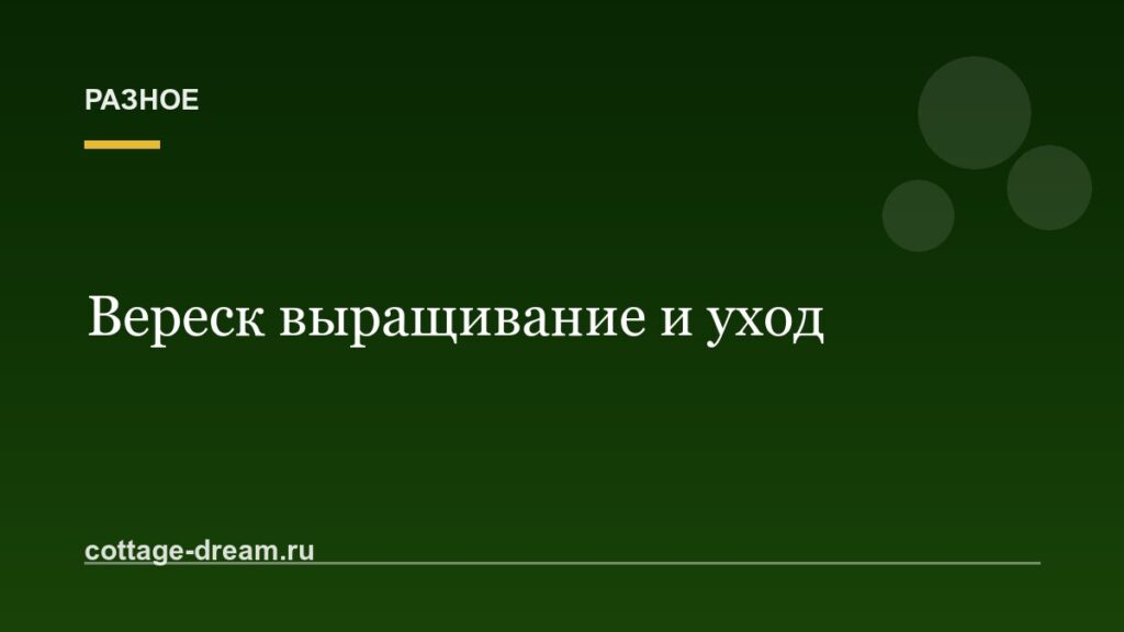 Вереск выращивание и уход