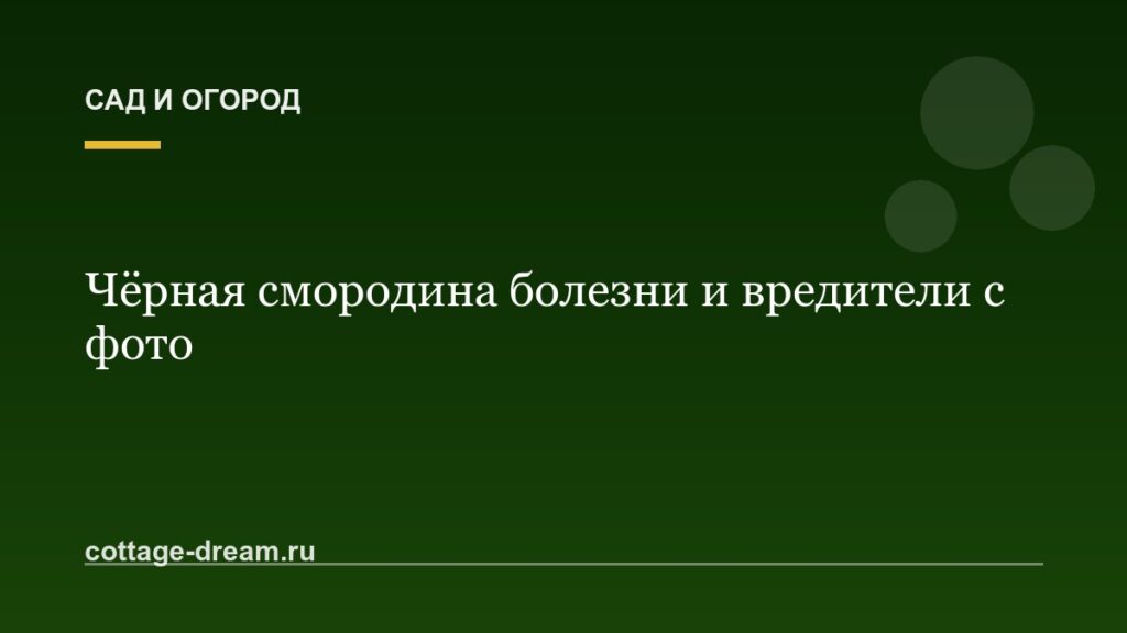 Чёрная смородина болезни и вредители с фото