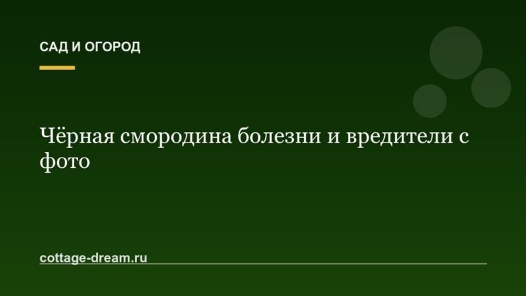 Чёрная смородина болезни и вредители с фото