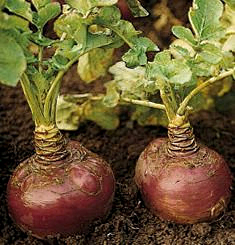 Брюква выращивание и уход