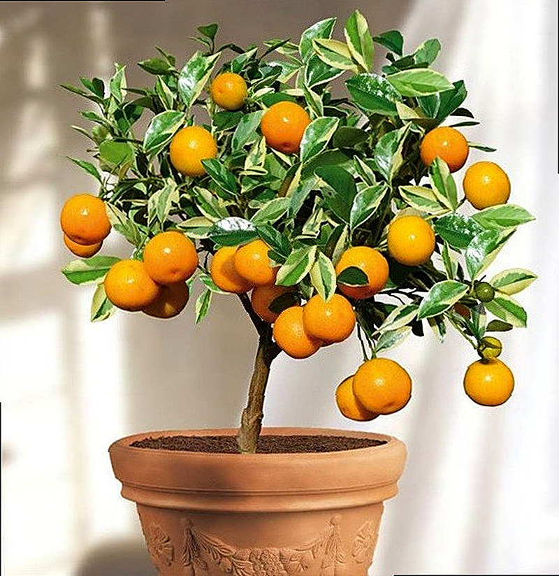 Мандарин выращивание в домашних условиях из косточки