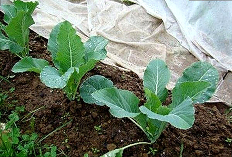 Выращивание рассады брюквы