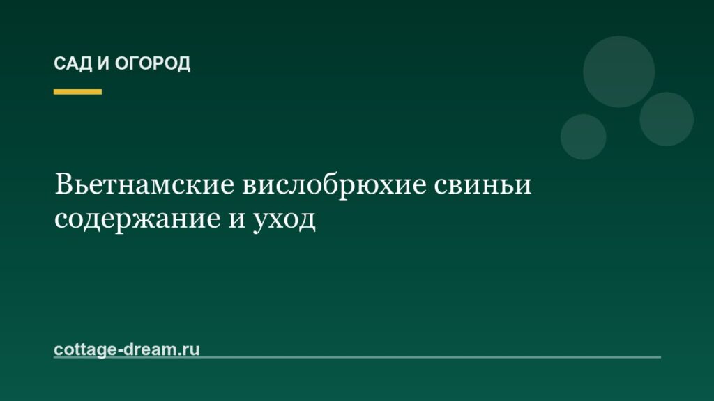 Вьетнамские вислобрюхие свиньи содержание и уход