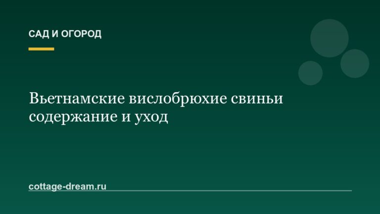 Вьетнамские вислобрюхие свиньи содержание и уход
