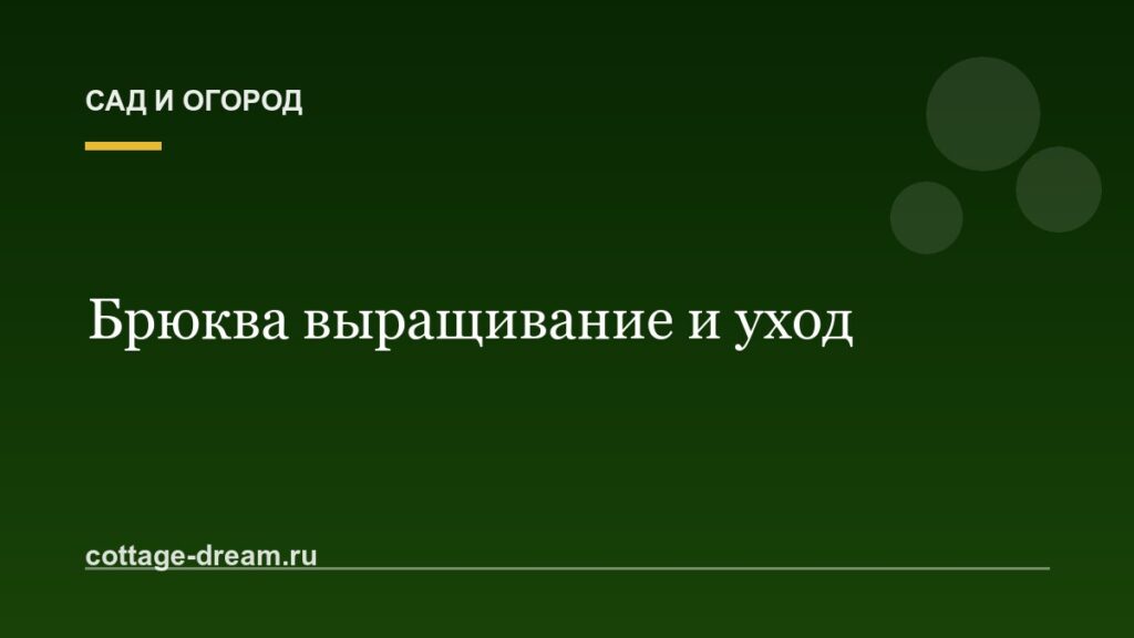 Брюква выращивание и уход